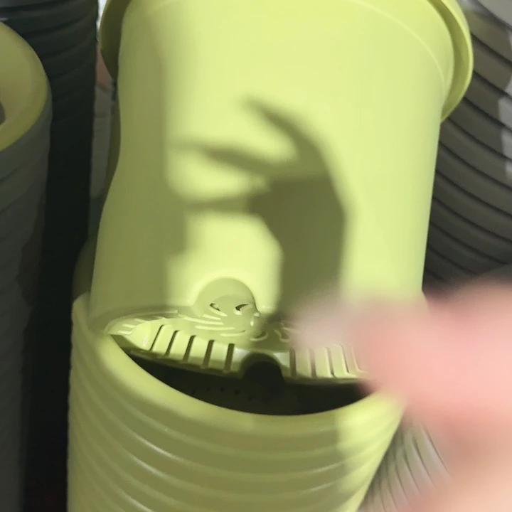 四季5号果绿无托6个特价微瑕