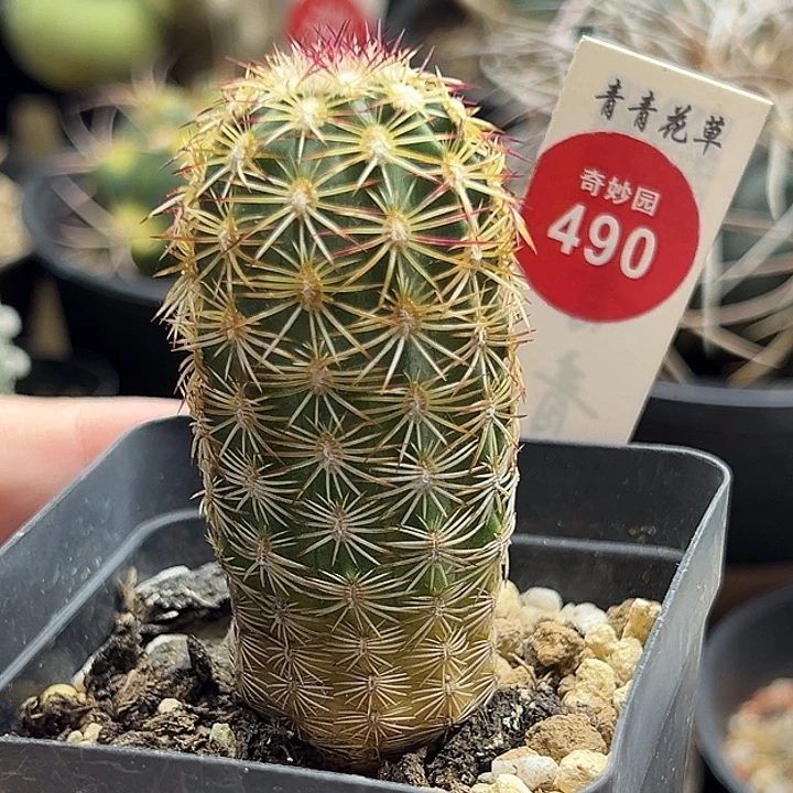 实生青花虾一棵仙人球
