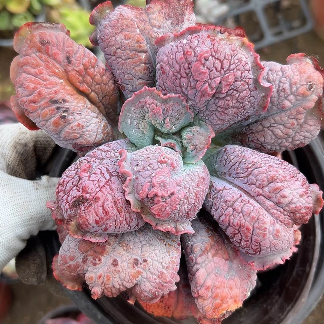 红特特痛摸摸哦我小心翼翼