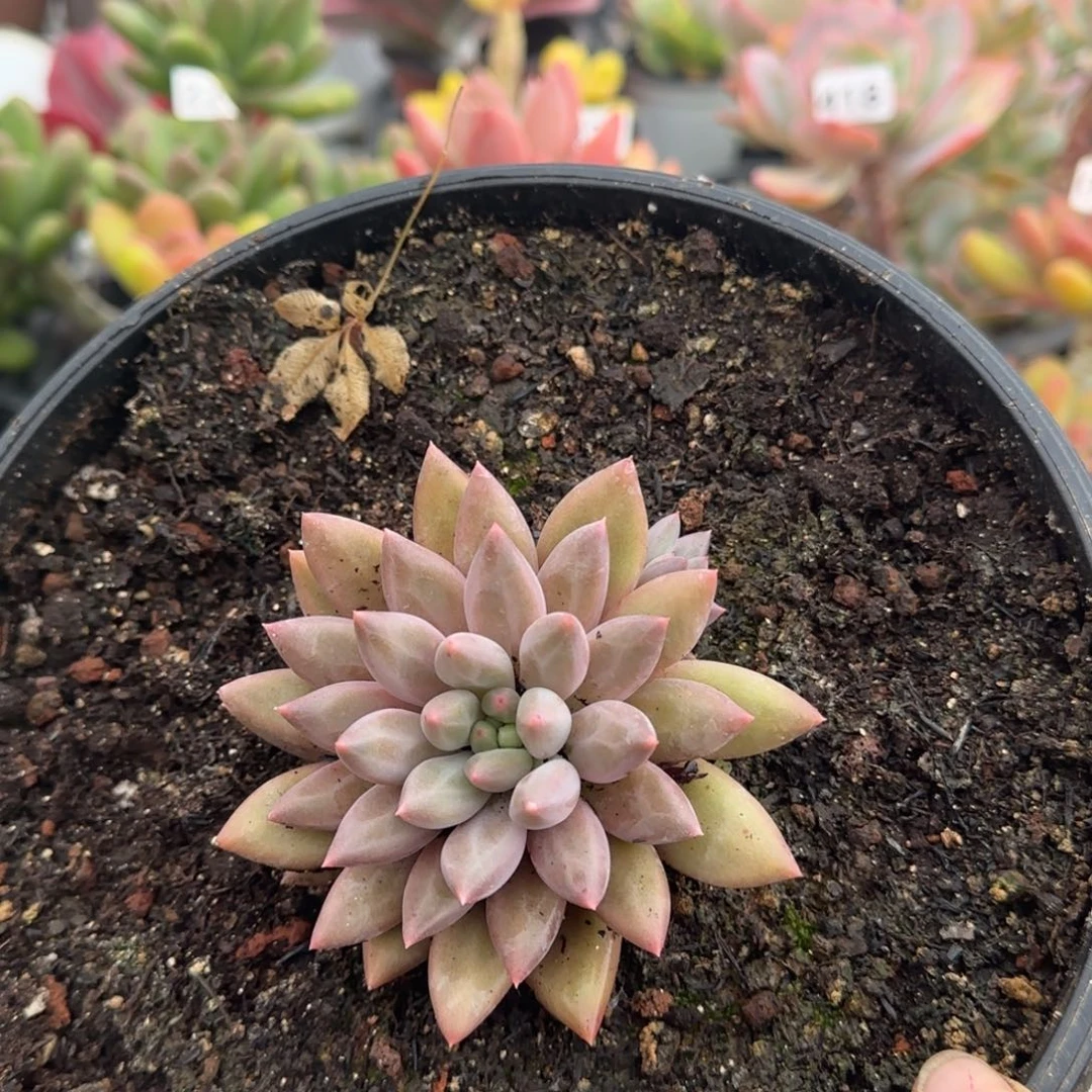 454号 一物一拍 一物一拍