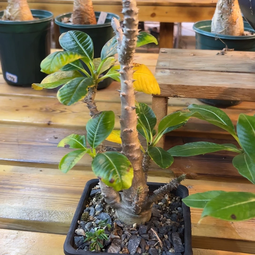 汤圆植物温莎棒槌