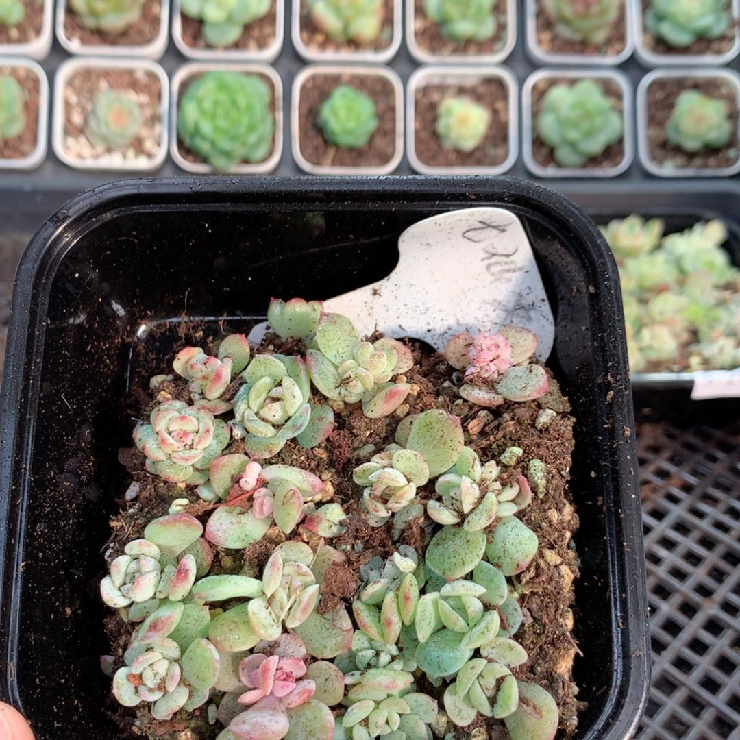 无花朵S211英语英语