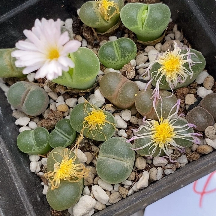 1969风铃混合一盒。