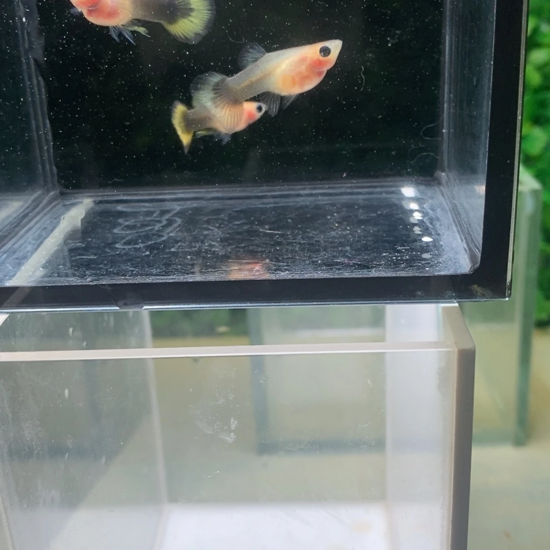 孔雀鱼小葵花玻璃猫两对