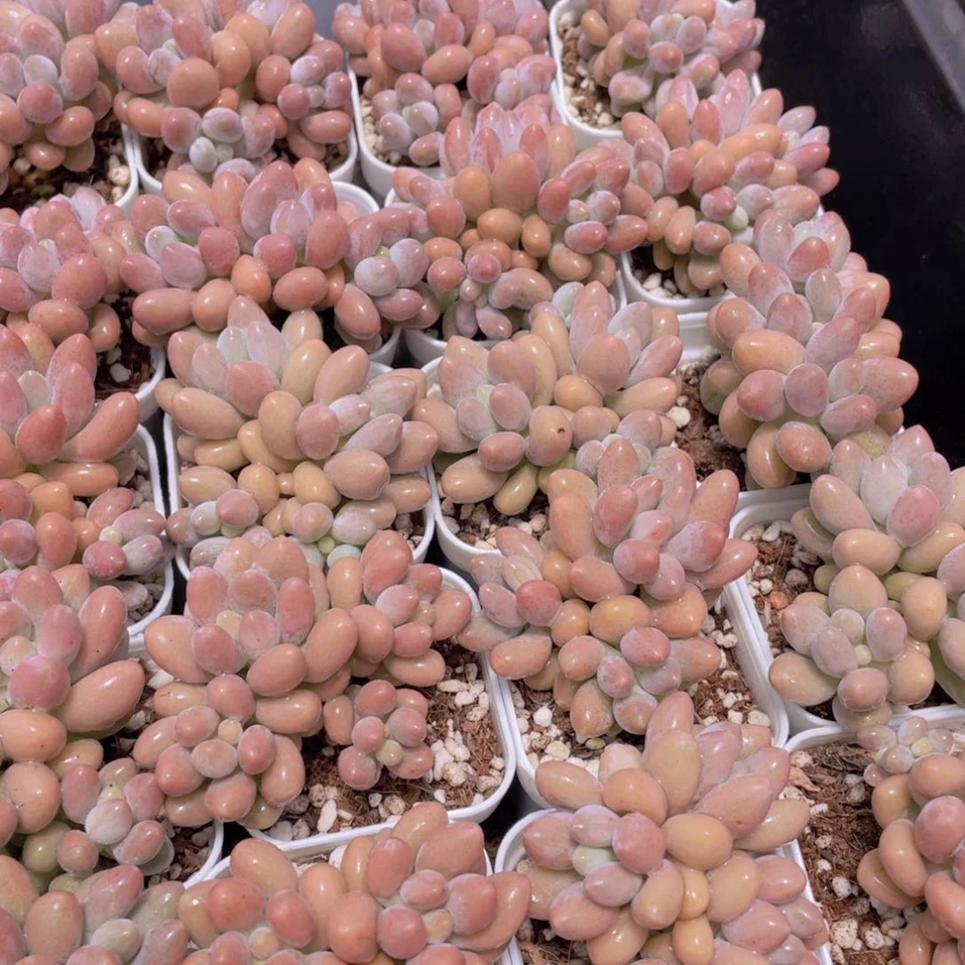 量拍42号 汤圆小群生一个