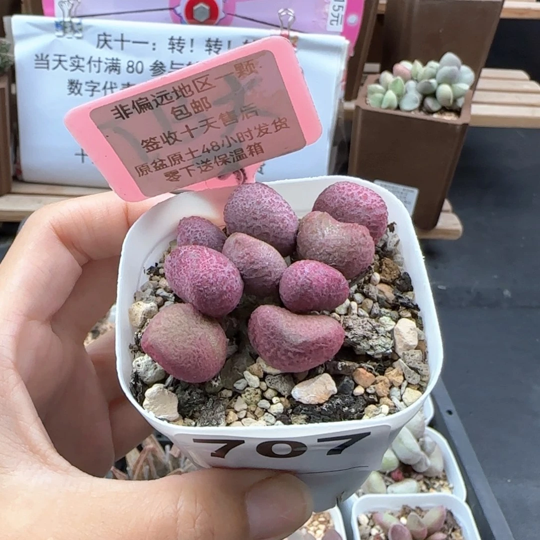 707夏娃多肉植物