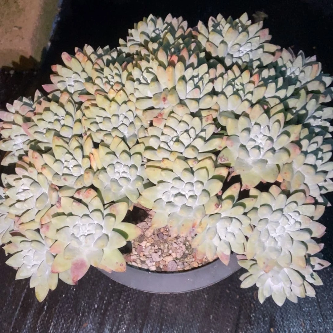 ?**?福利处理多肉