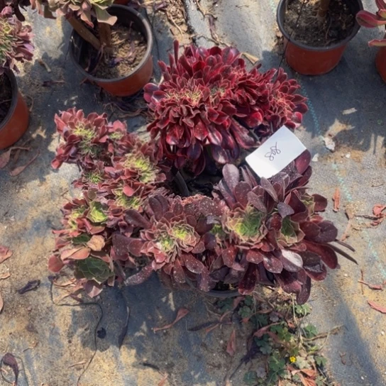 808，美杜莎、欧紫缀，柠檬玫瑰