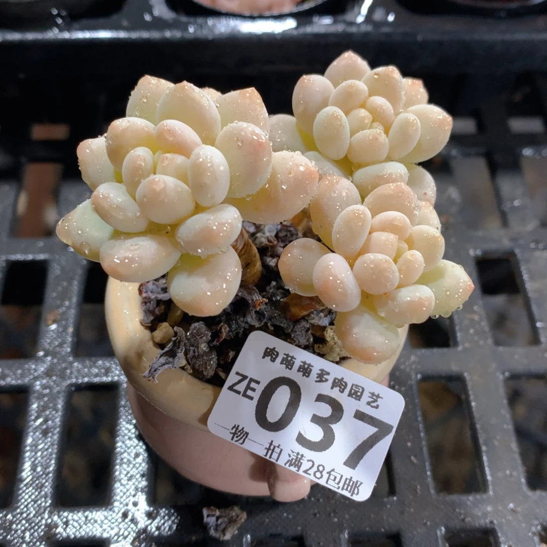 肉萌萌拇指盆精控多肉ZE037