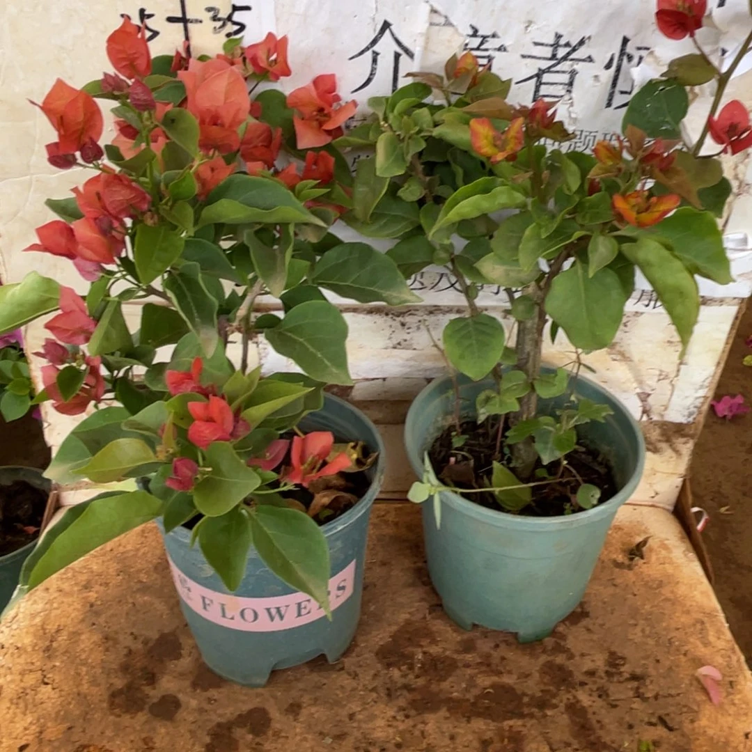 暖***阳当前无花栽培后可以开花1-3991