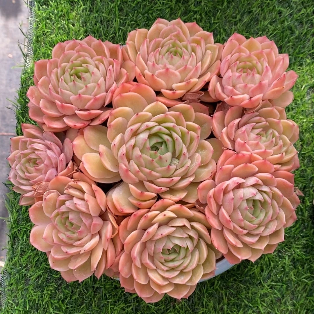 昂斯诺 一物一拍