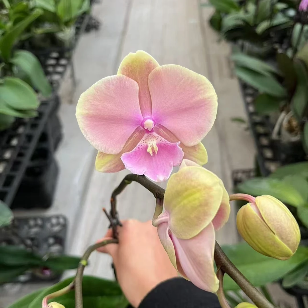 3.0寸芳美传奇叶心剑 黑头瑕疵不售后一颗【全场任意起两颗发货】