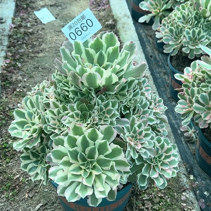 0660叶罗刹多肉植物