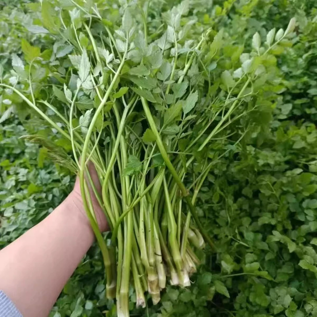 常德新鲜野生水芹菜现摘现发小香芹河芹野菜绿色时令蔬菜