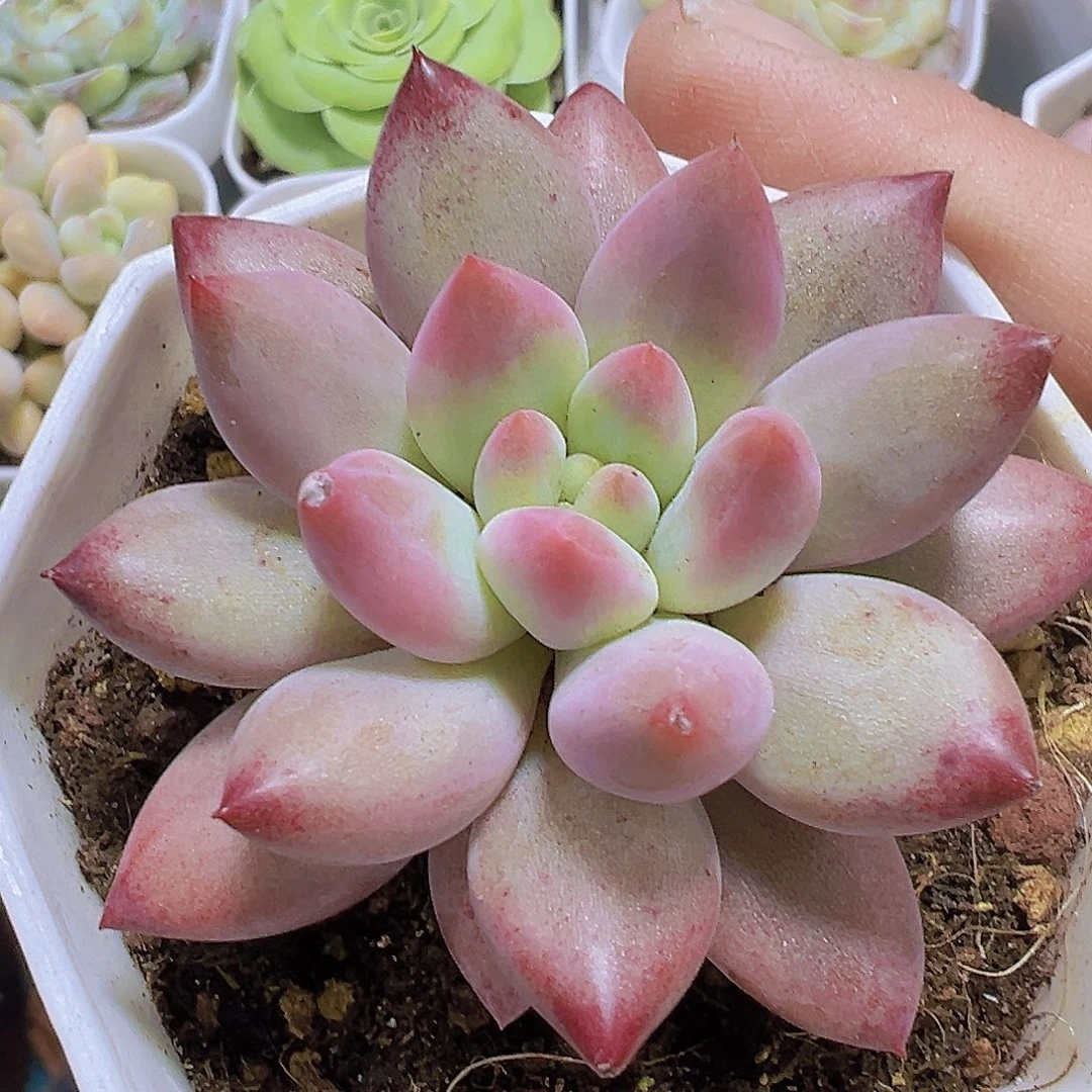 单头正版金鱼姬19包邮