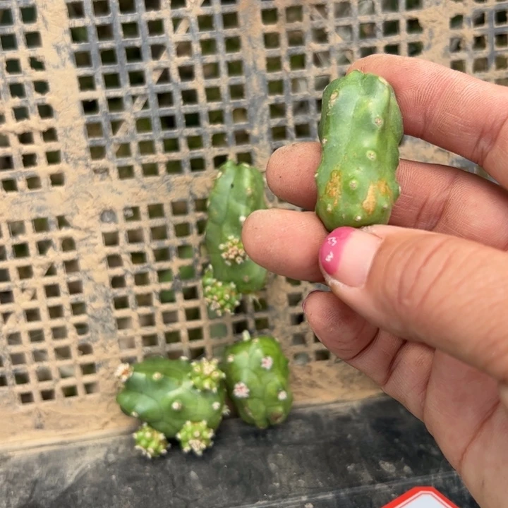 50水仙6虫咬无根侧芽3公分左右20包邮