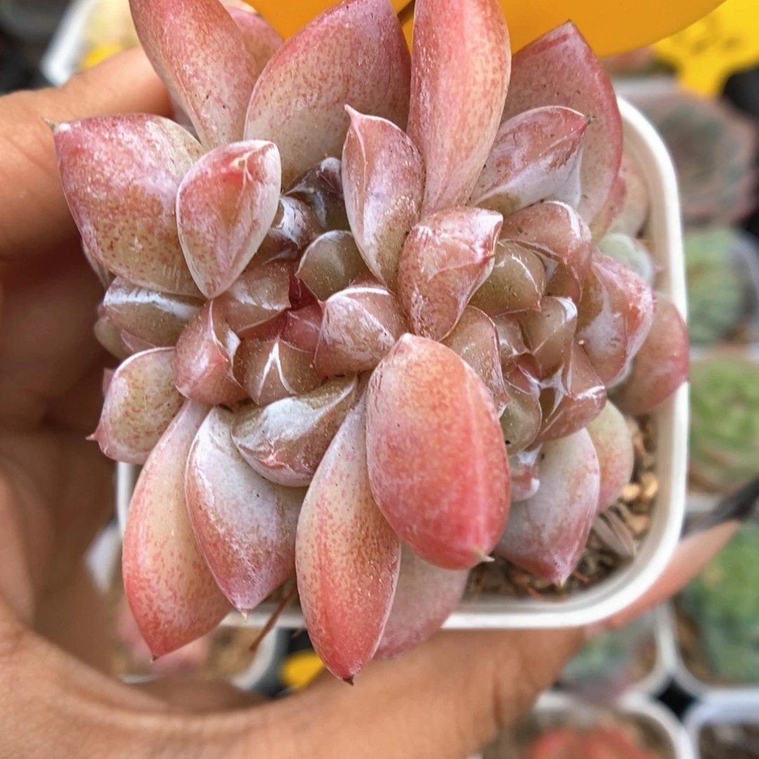 粉钻心珍妮朵朵群生541号