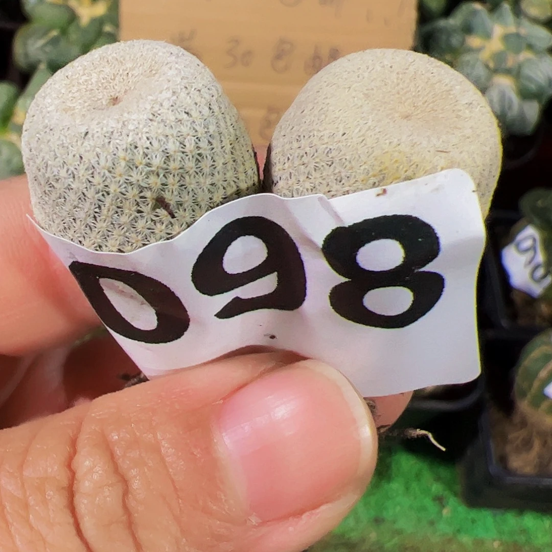 无花朵福利实生小人帽098