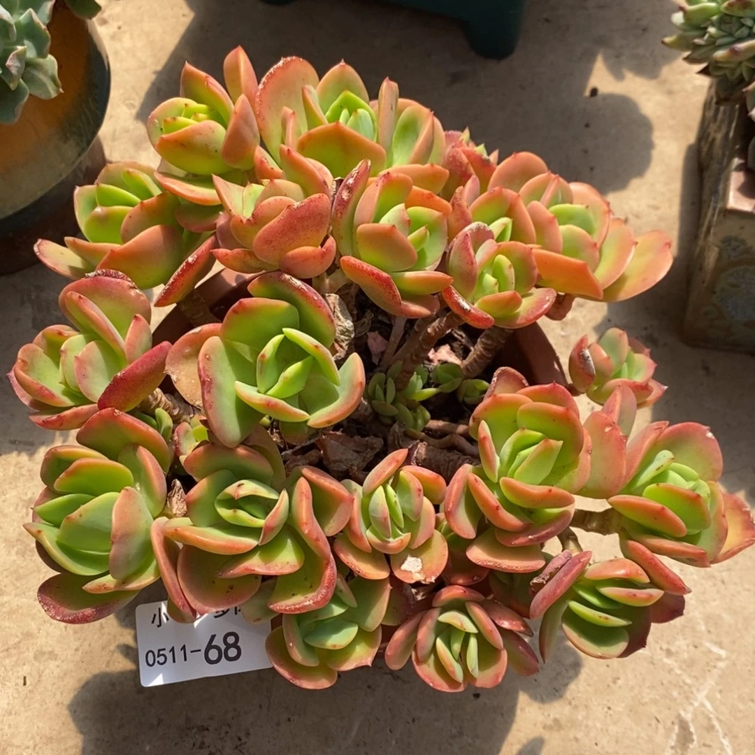 小七夕多肉火焰玫瑰68