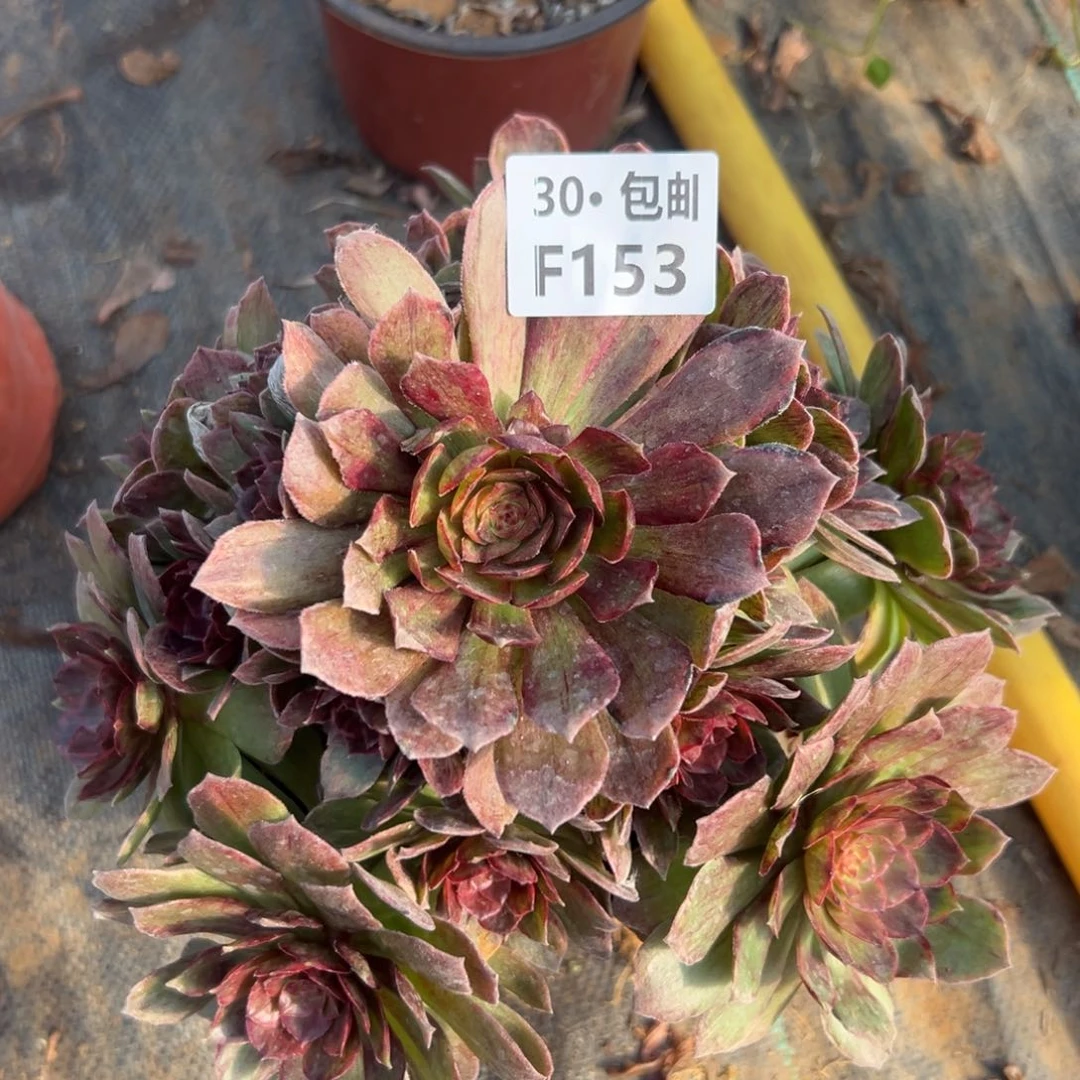 153 红霞多肉法师