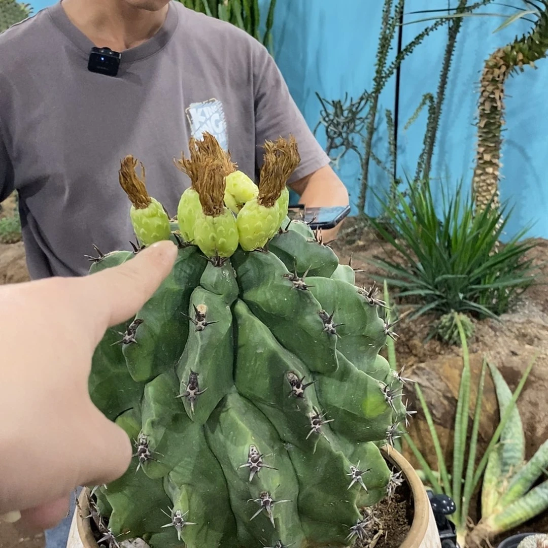 龟甲巨鹫玉种荚一颗发货