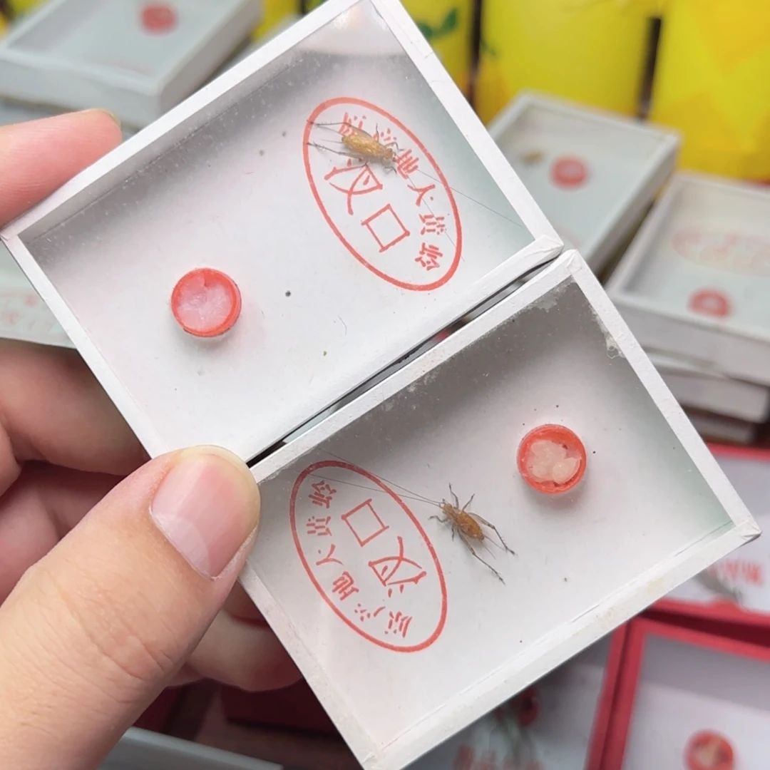 大黄蛉2只长短须