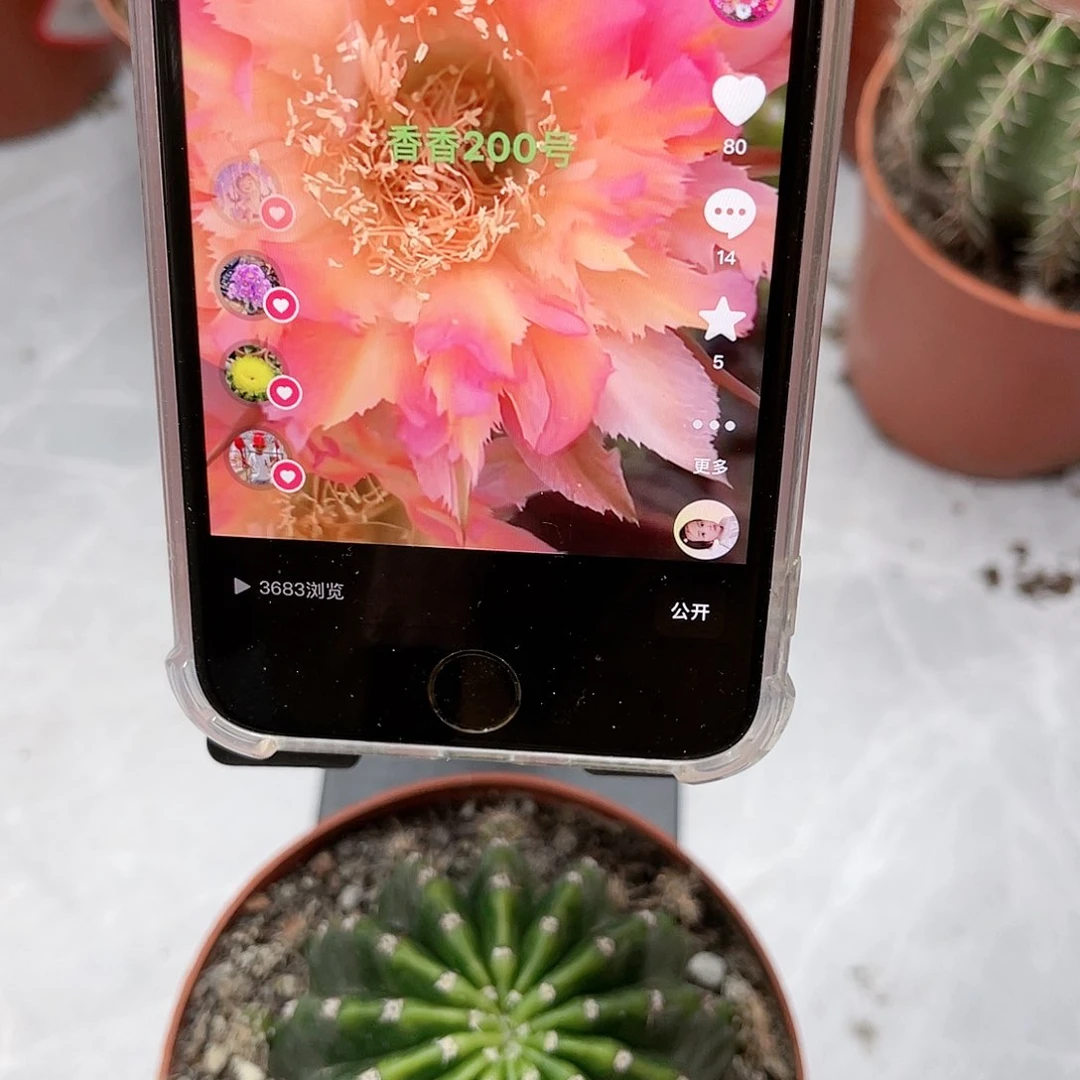 彩草200号羽毛7.5公分