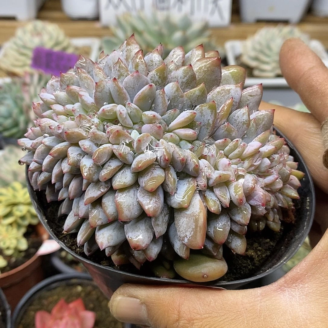 0486 大橙梦露缀化