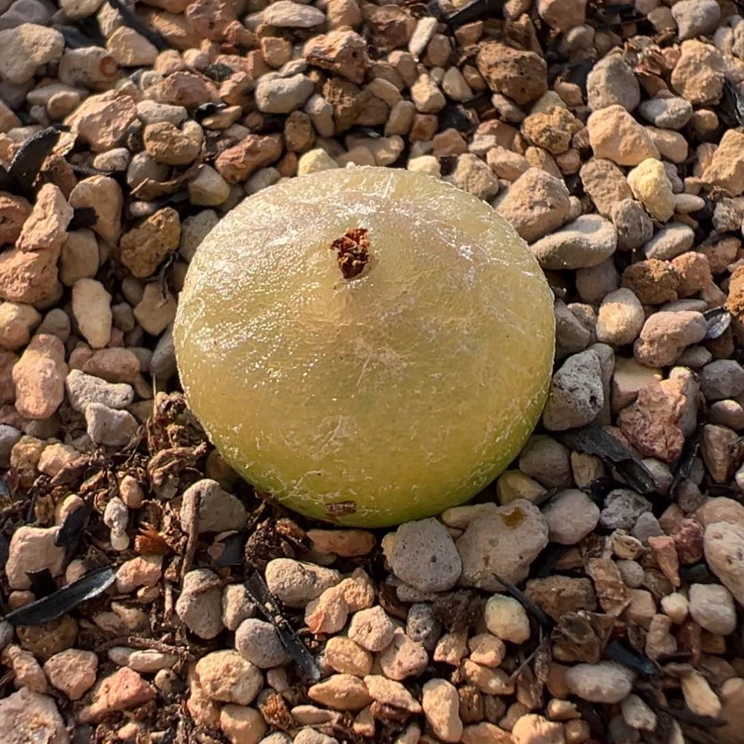 母本哈默灯泡多肉