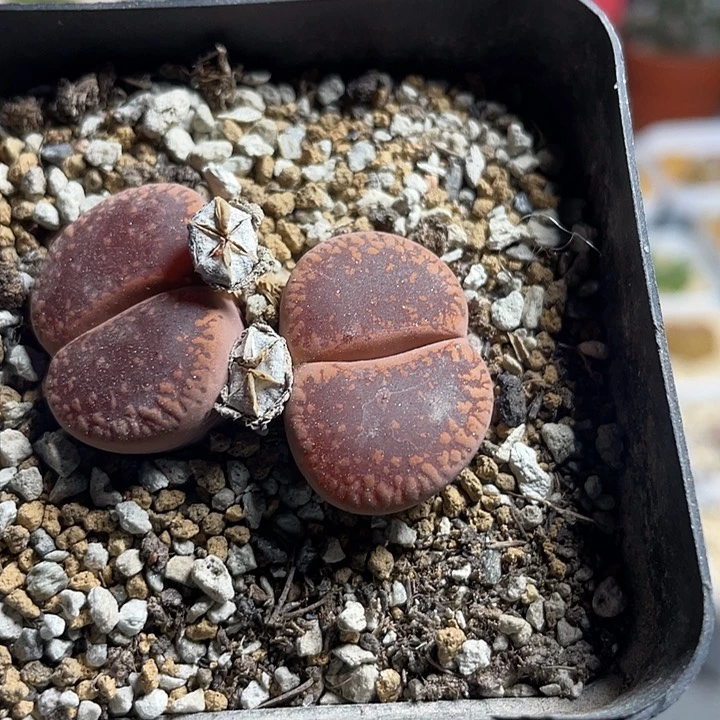 佳人园艺多肉生石花四轮605