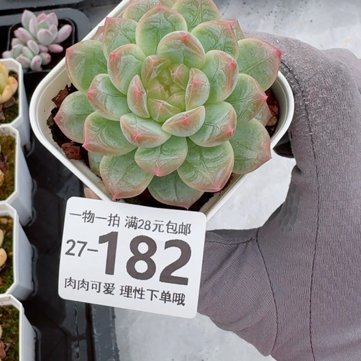 优选珍妮无盆土无盆土发货