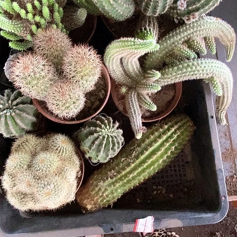 框19清仓瑕疵仙人球25678