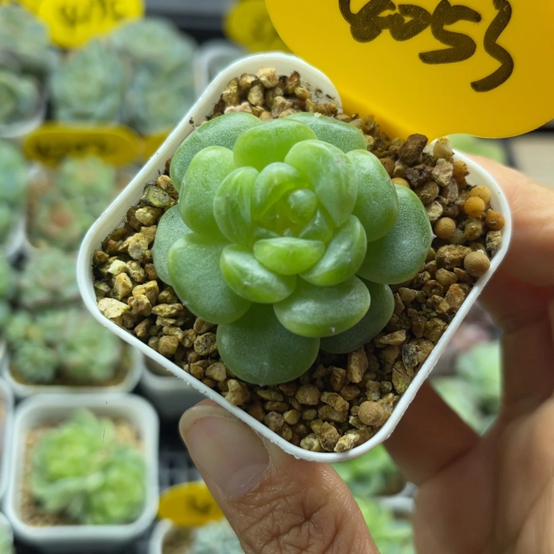玲珑珍妮单头4053