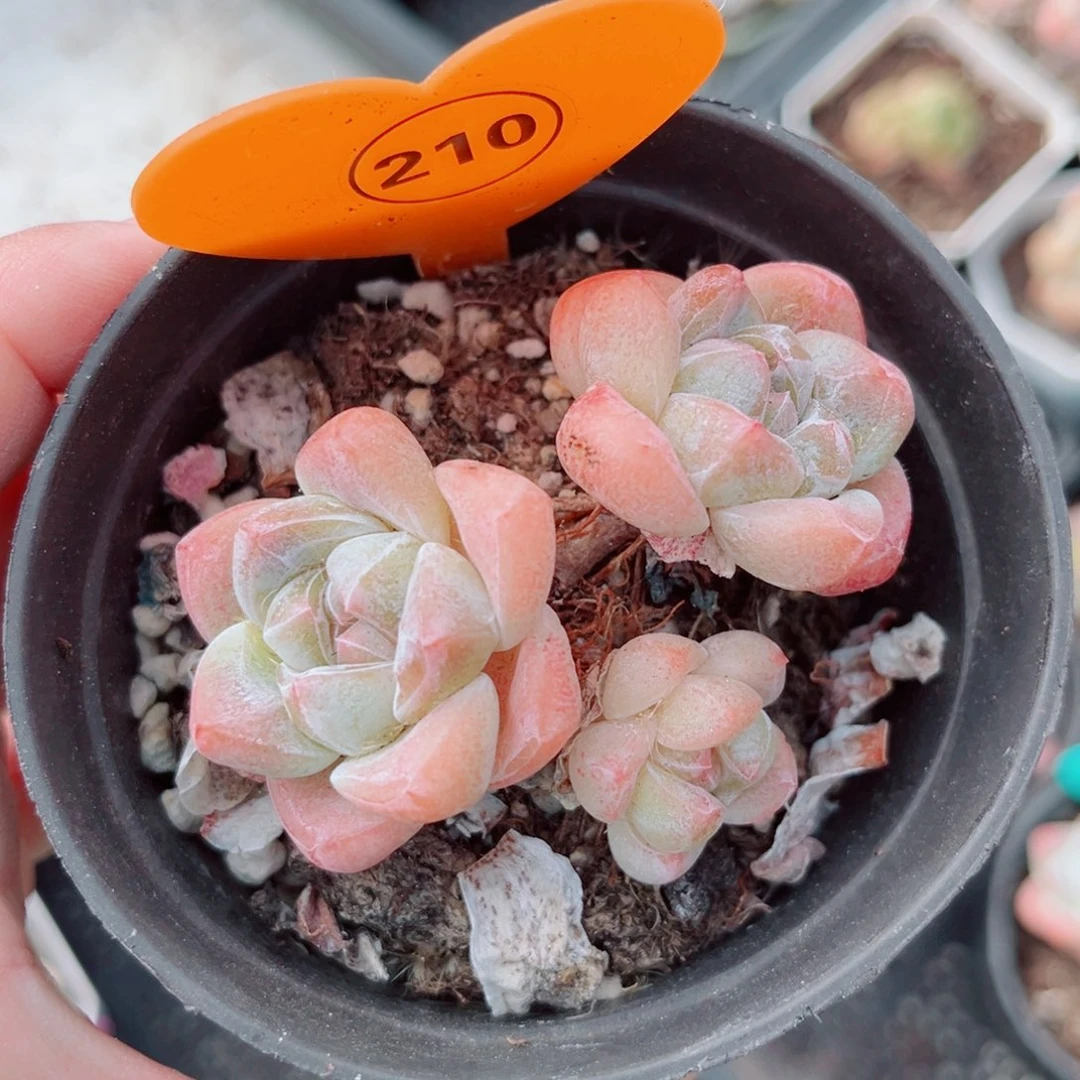 210号小老桩冰玉群