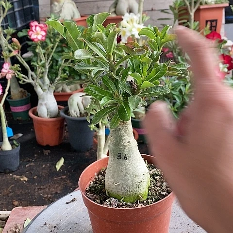 【闪购商品】@****@绿植