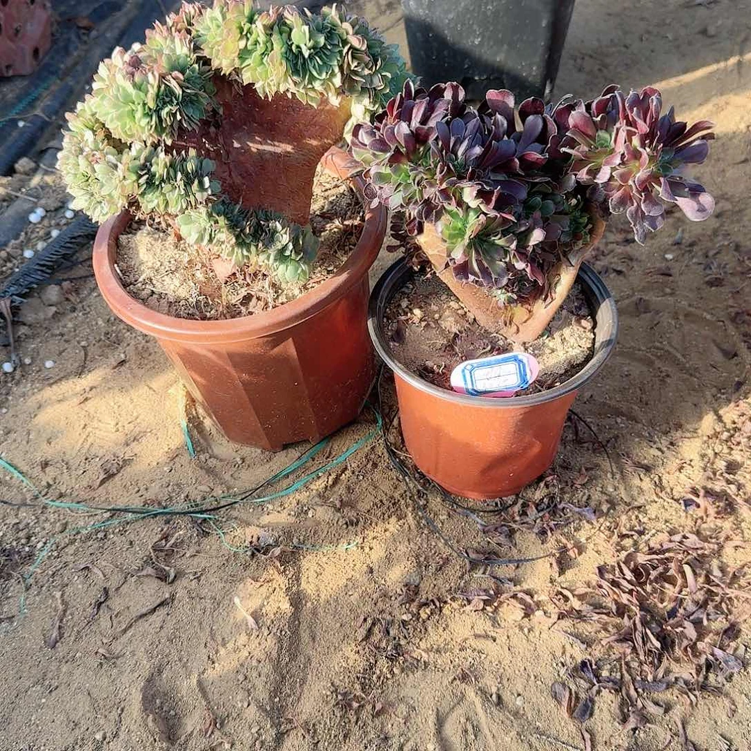 可*欧紫万缀有伤共2颗