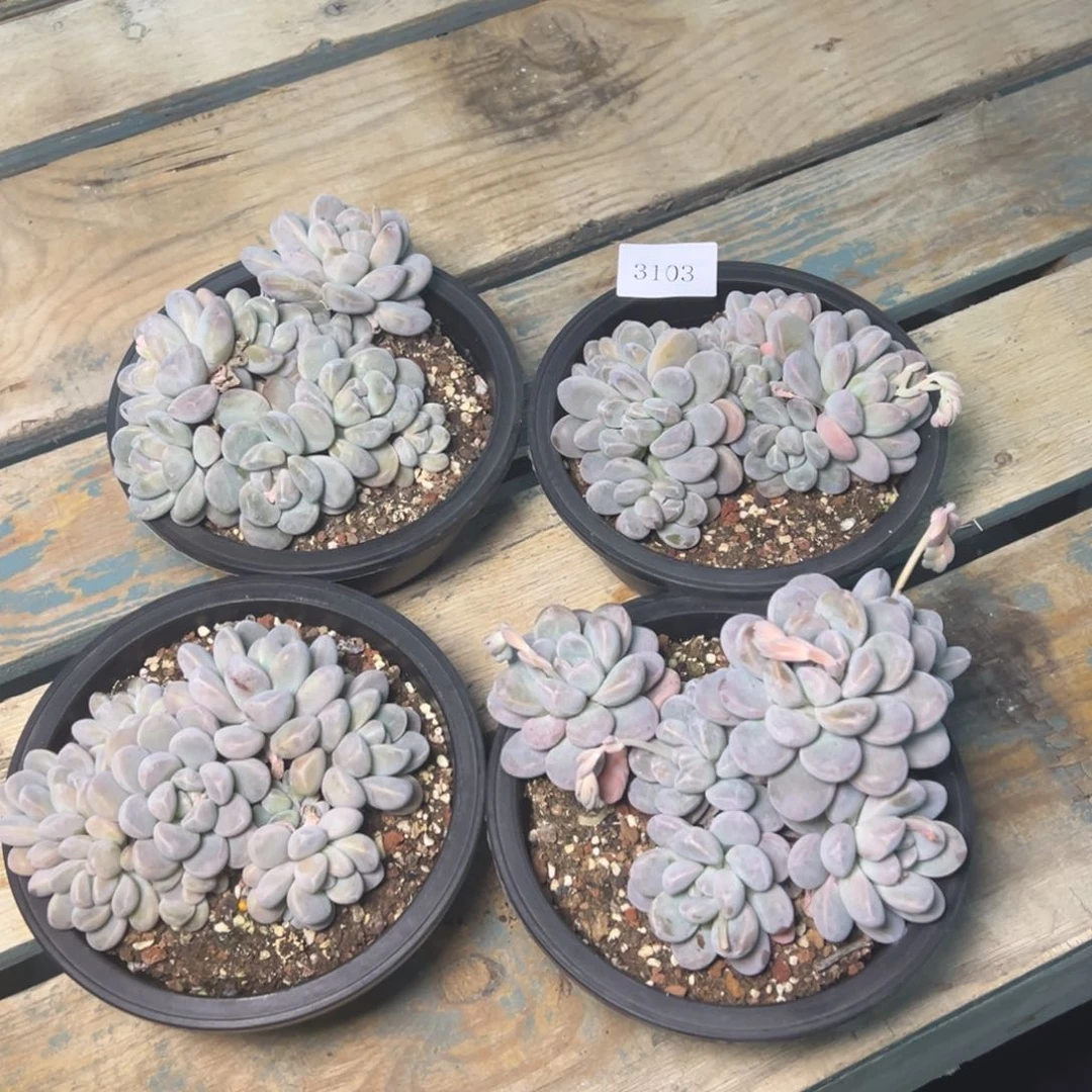 3103多肉多多多香芋量福利