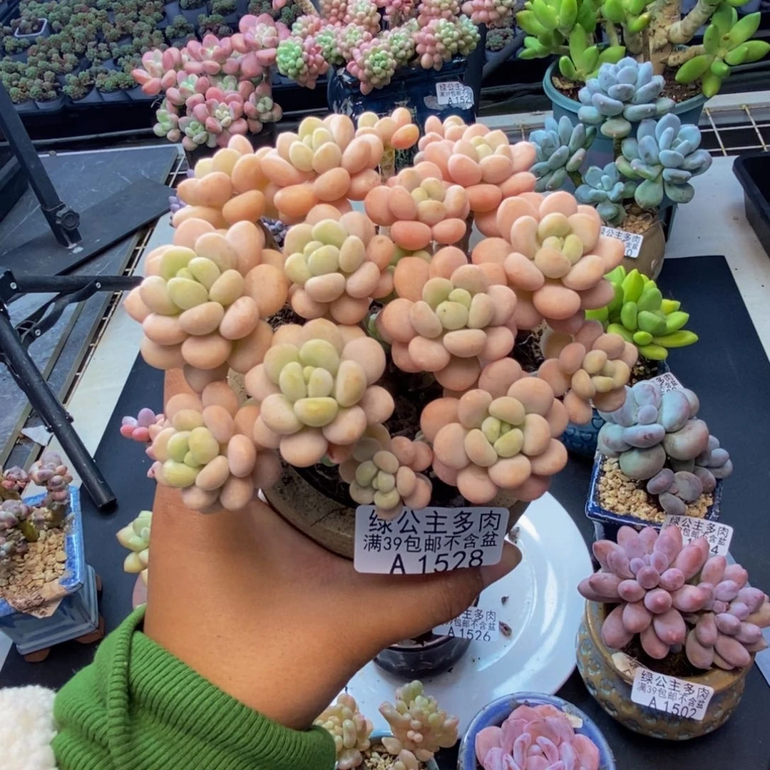 528洛可可多肉10c m