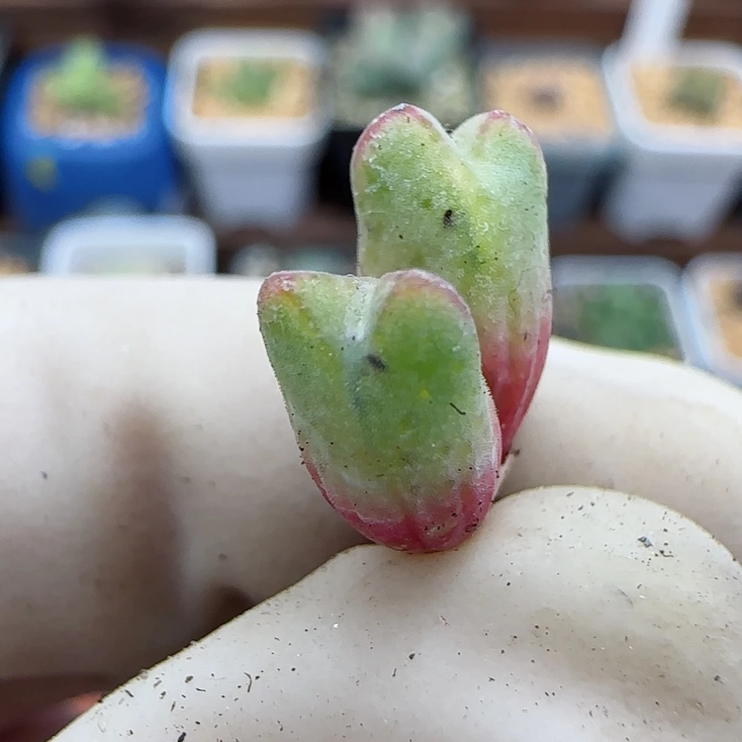 295福利福利福利