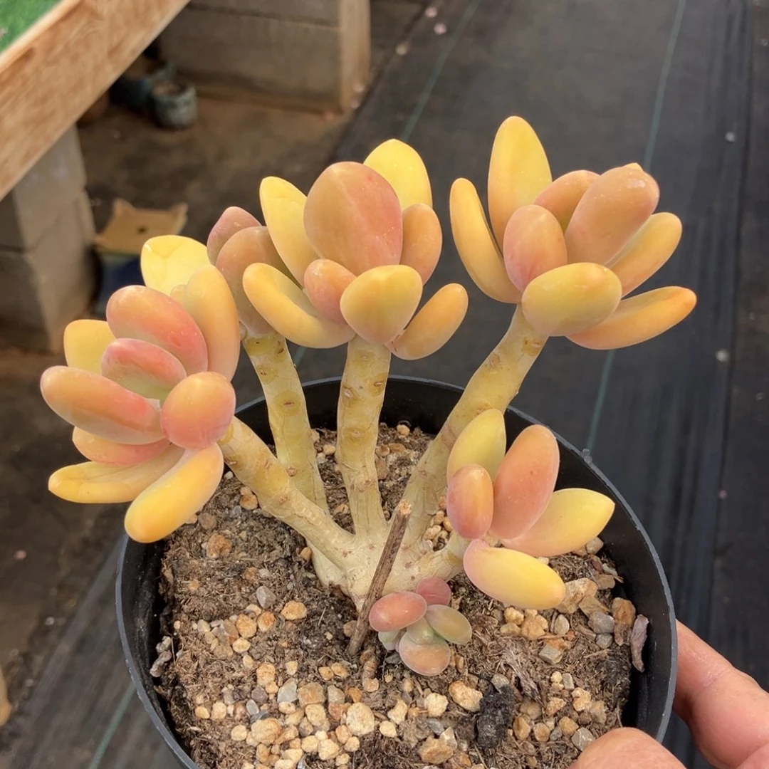 芒果奶一物一拍不支持退换