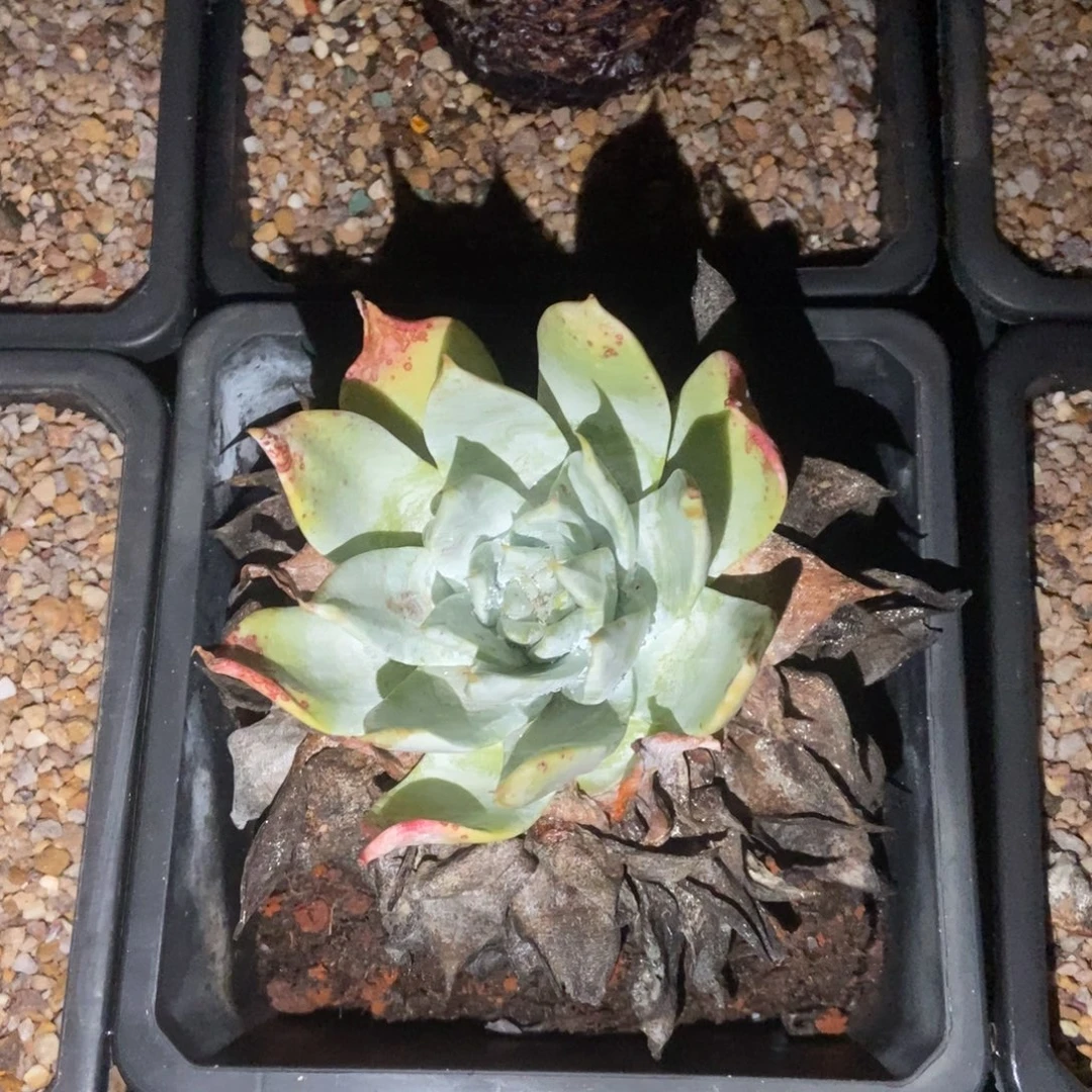 雪山多肉植物啦啦啦