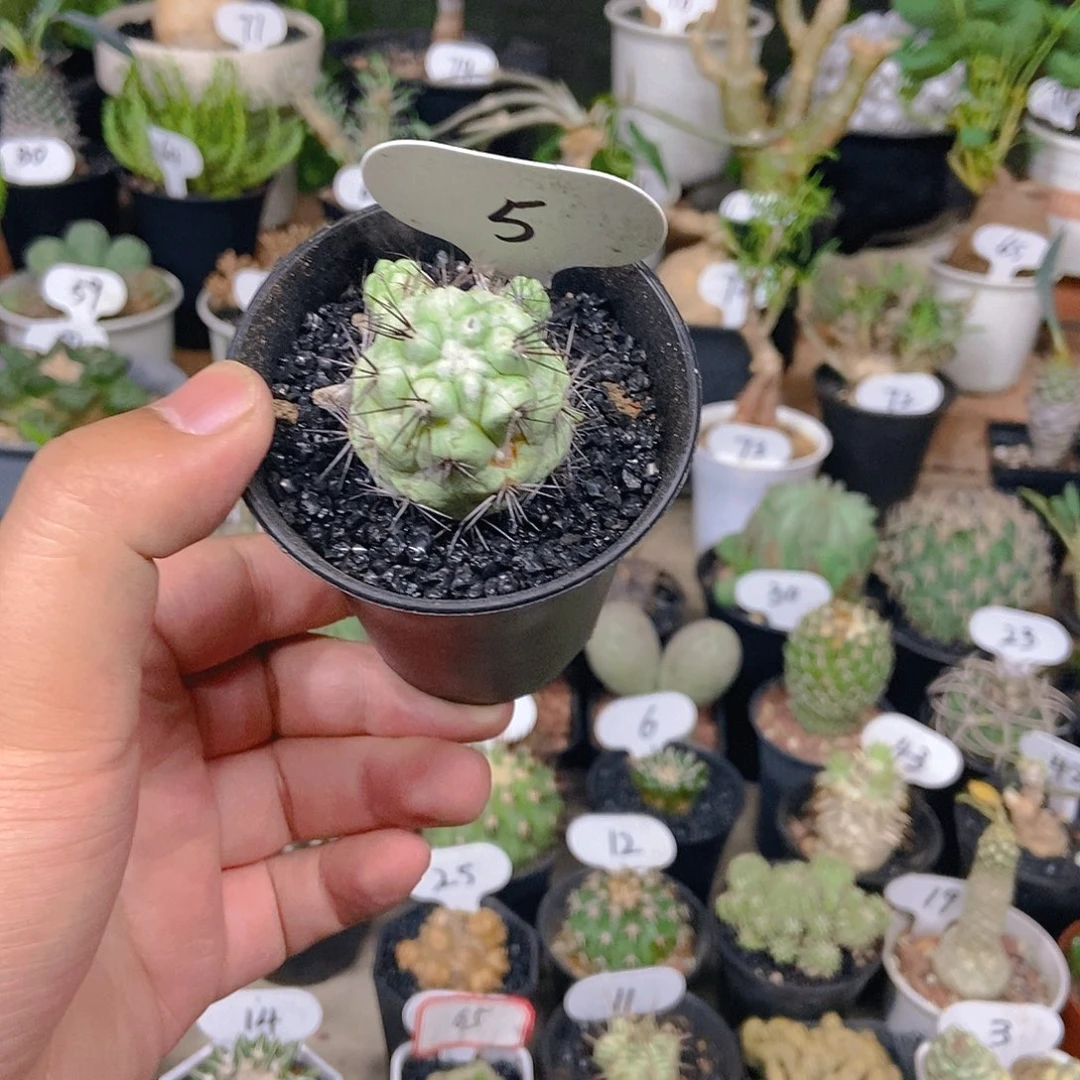 帝王丸一个一物一拍