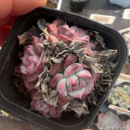 99马赛尔多肉植物多