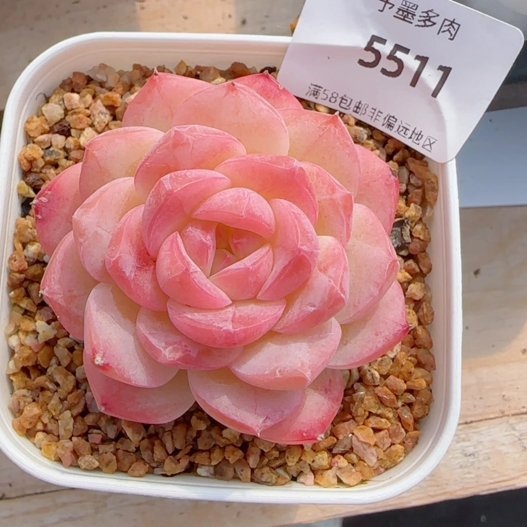 美心，5511多肉植物