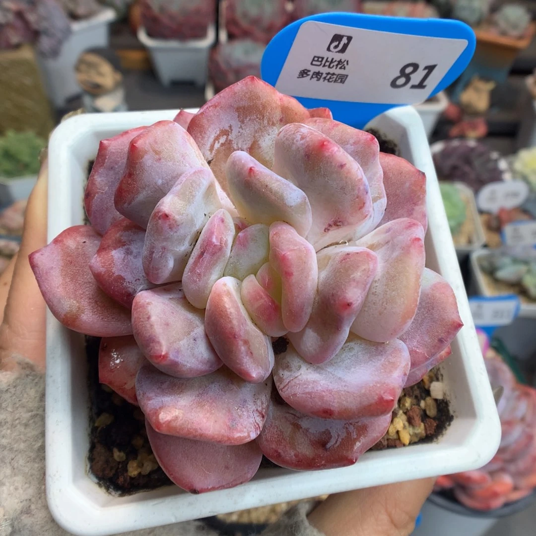 81梦露石化多肉植物