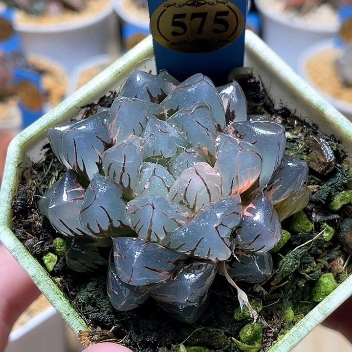 575水中月一物一拍