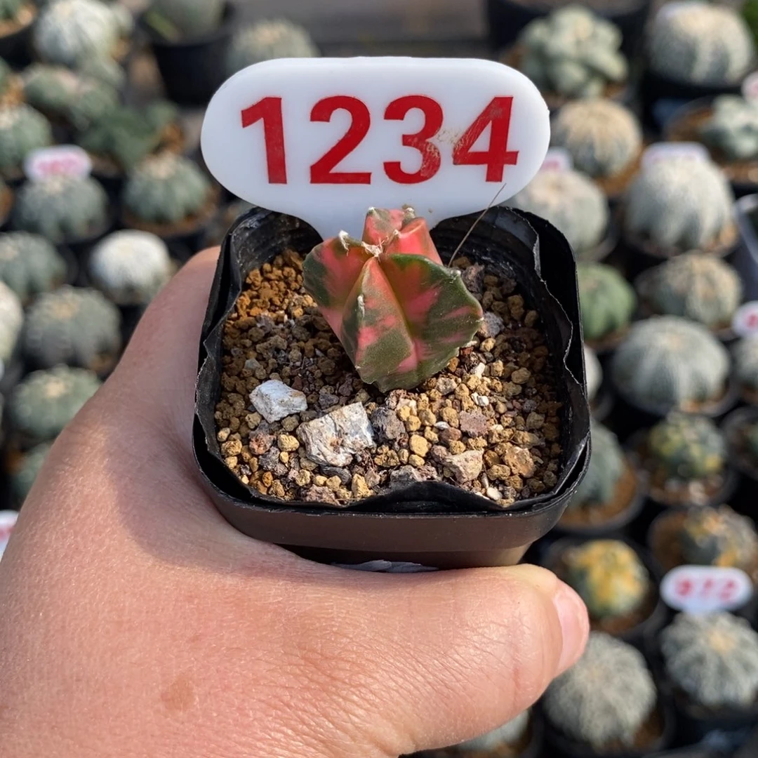 1234兜锦福利多多