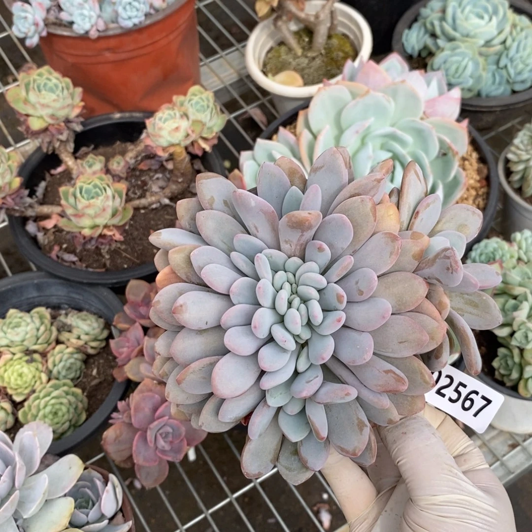 2567粉兔缀化一物一拍