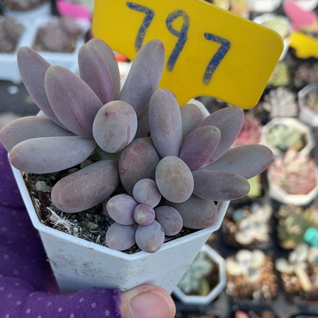 797糖果美人多肉植物