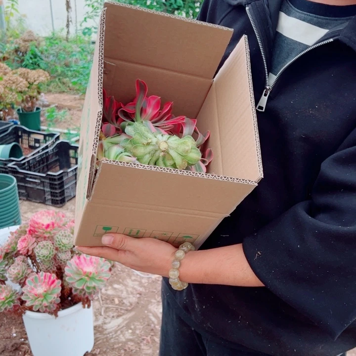砍头苗一箱多肉法师